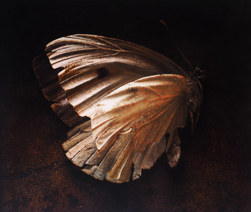 
	Cabbage white  oil on wood  63 x 75 cm
